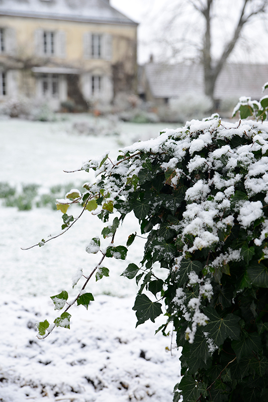 Green foliage in the garden blanketed with snow- looking forward to christmas with the family- MY FRENCH COUNTRY HOME