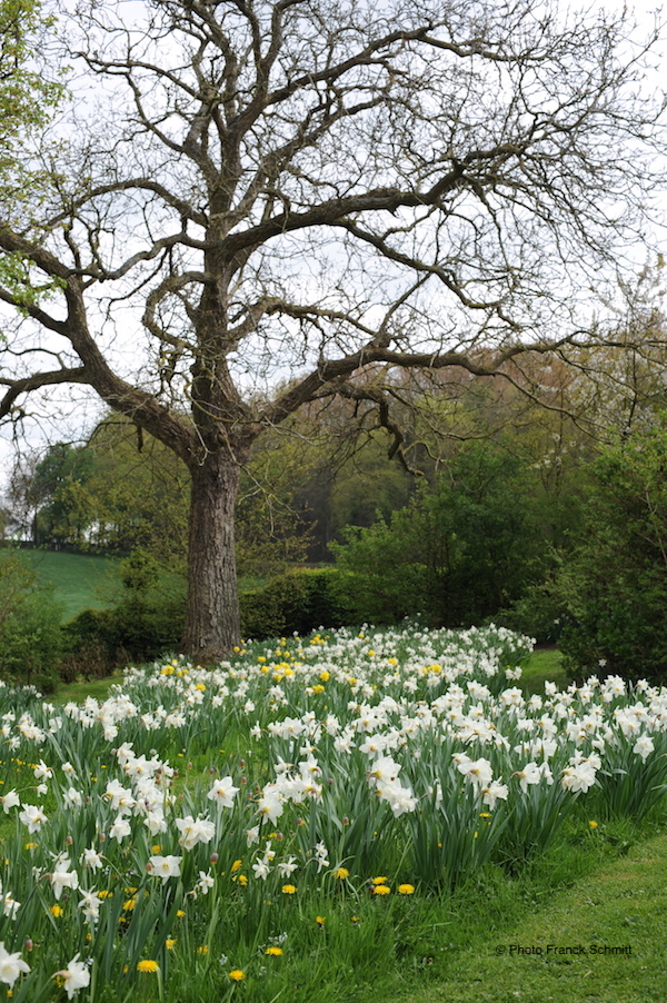 daffodils in bloom beneath oak tree