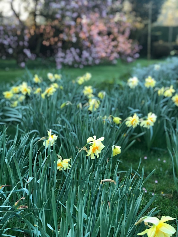 daffodils in a spring garden at My French Country Home by Sharon Santoni