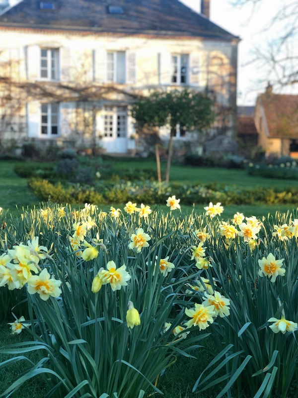 daffodils in a spring garden at My French Country Home by Sharon Santoni