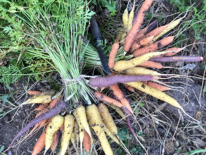 carrots freshly picked