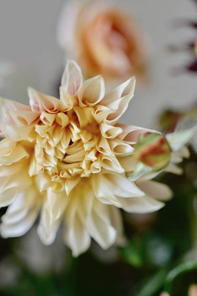 bouquet with autumn flowers