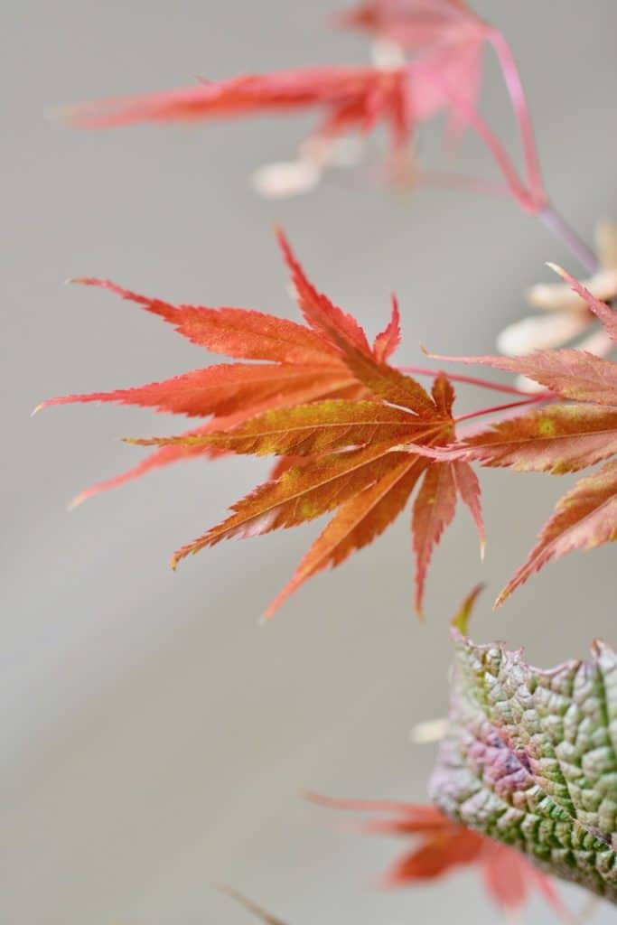 bouquet with autumn flowers