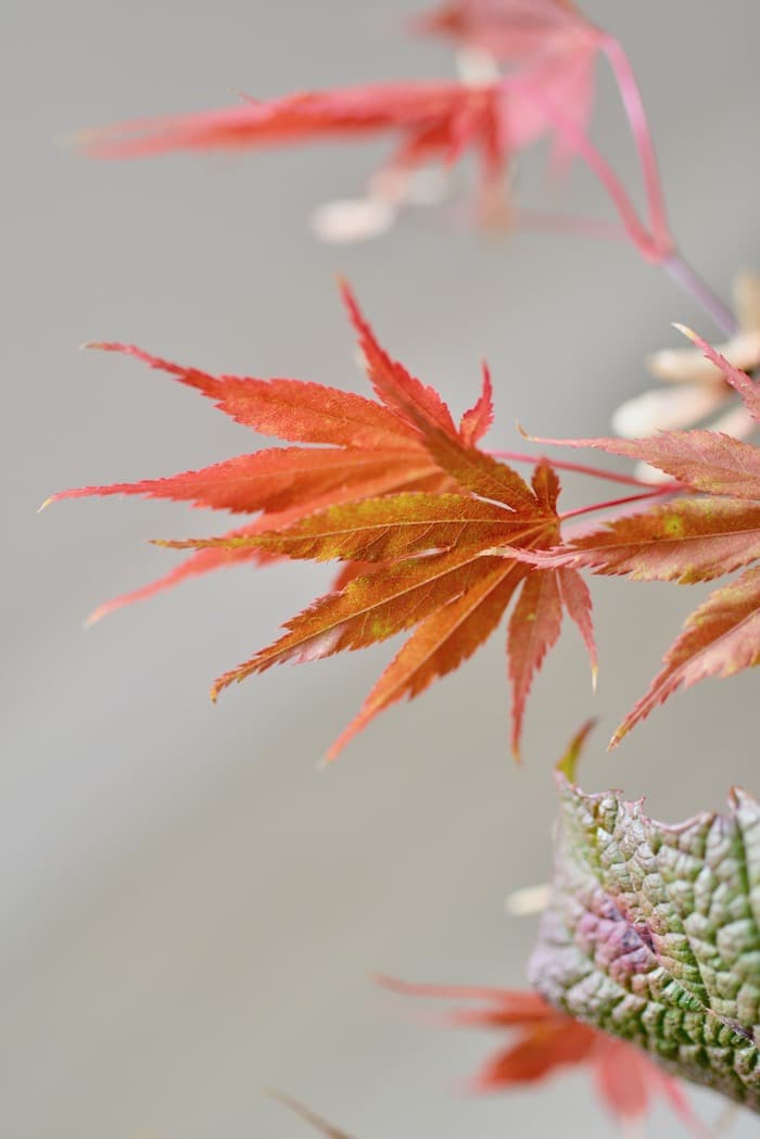 bouquet with autumn flowers
