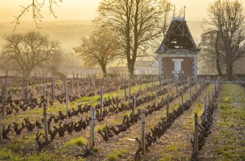 winter vineyard in burgundy