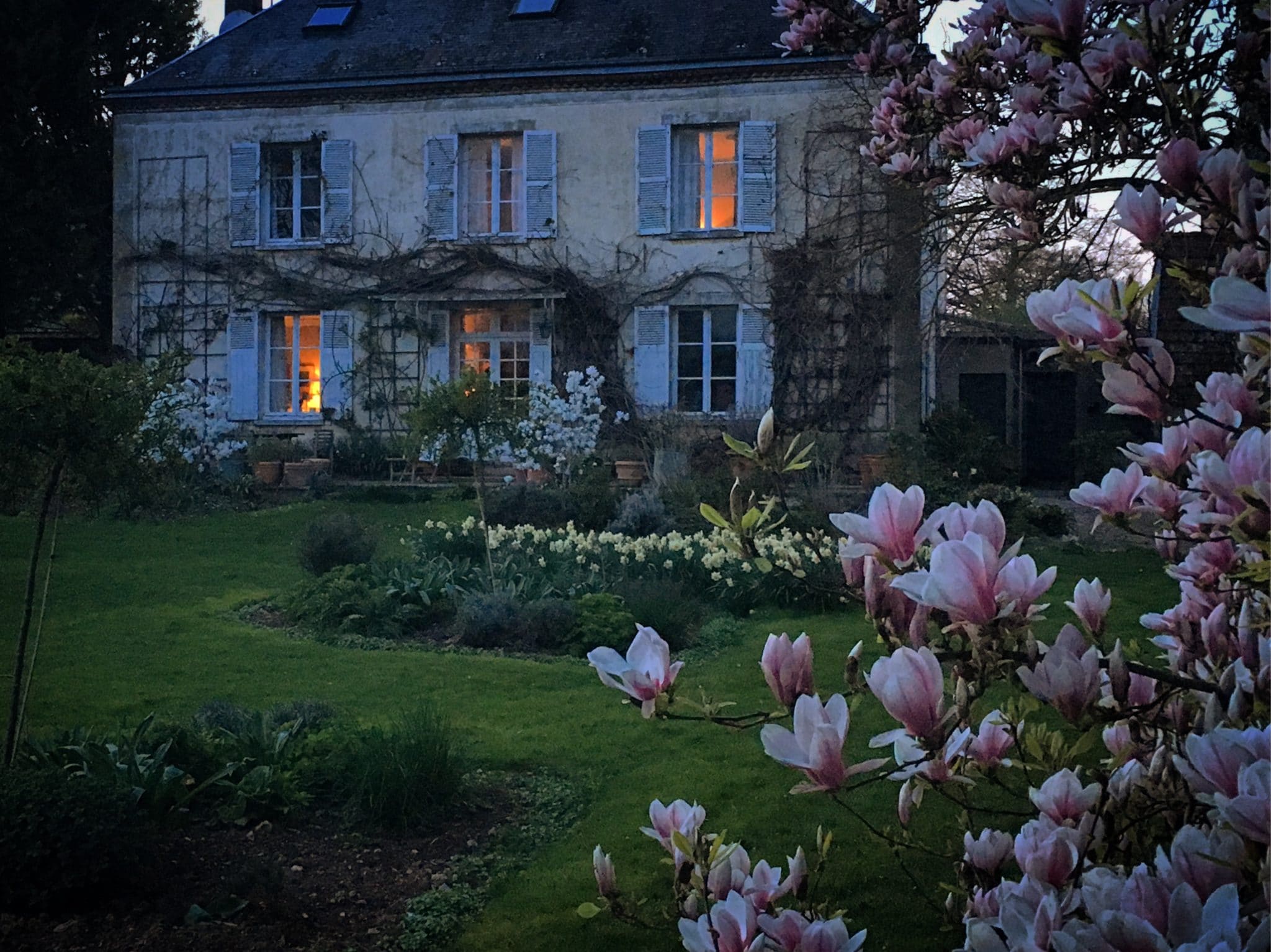 magnolia in flower in front of house with daffodils