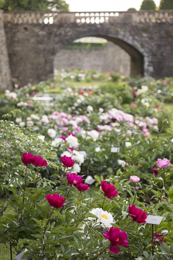 peonies in moat at chateau de sourches