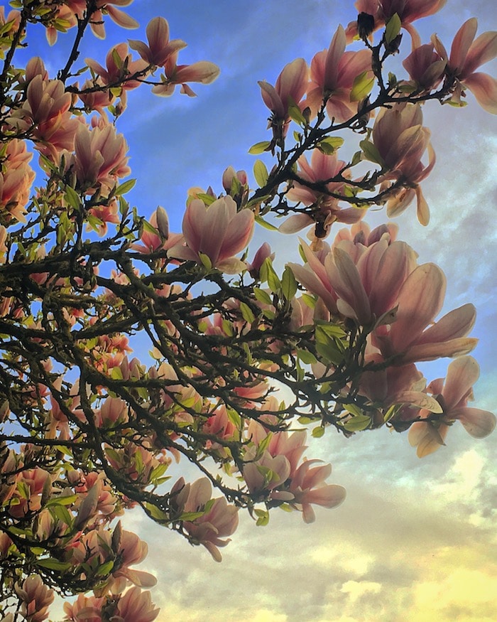 magnolia in flower