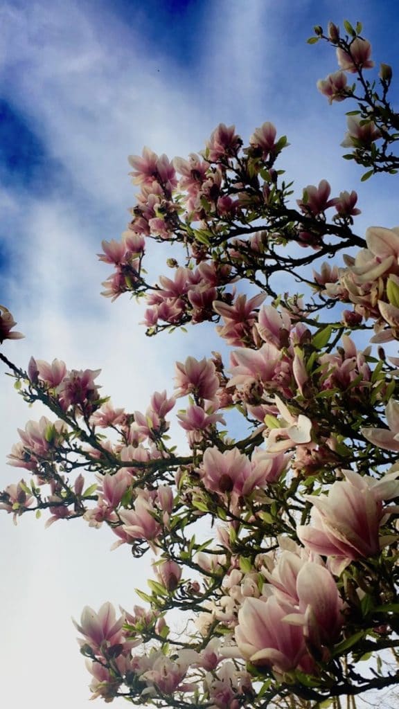 magnolia in flower