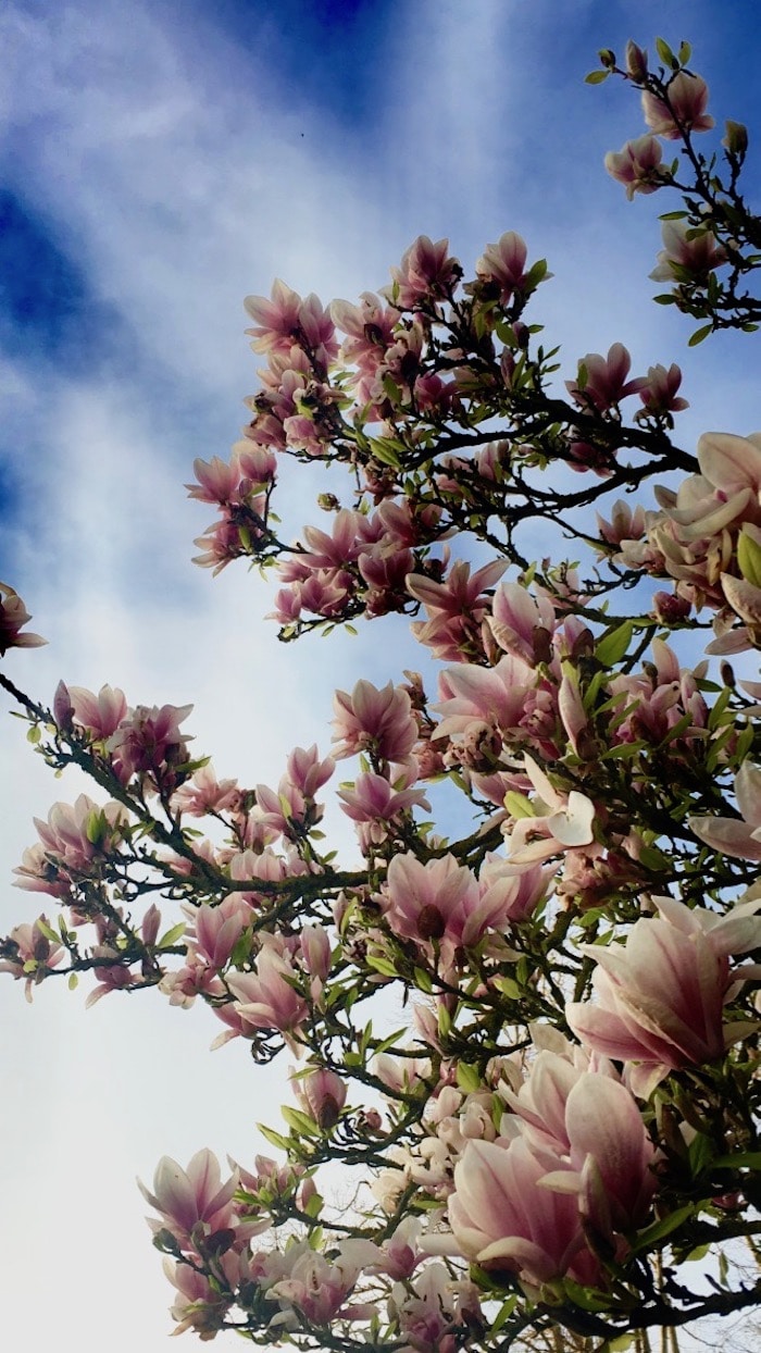 magnolia in flower