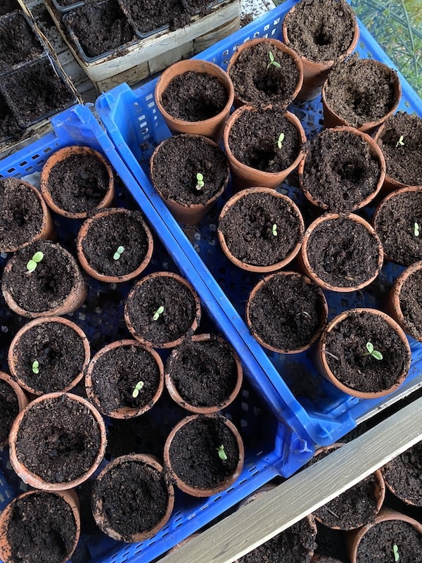 seedlings growing in pots