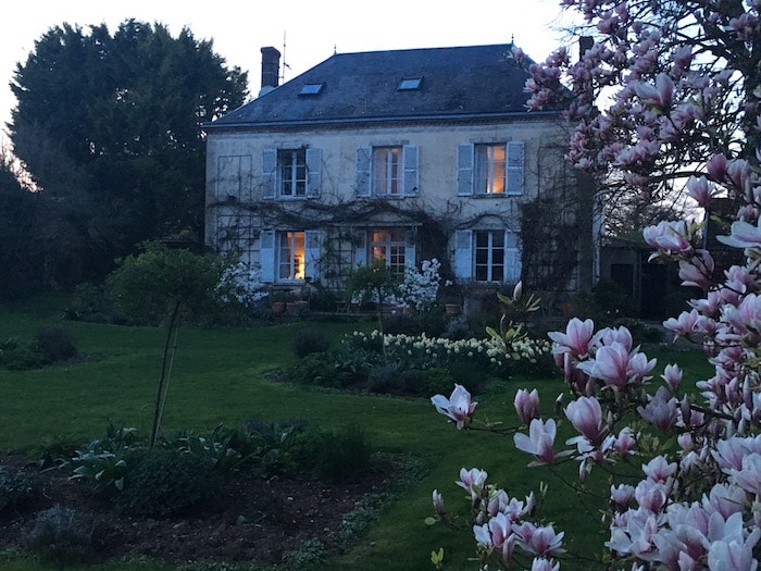 magnolia in flower in front of house with daffodils