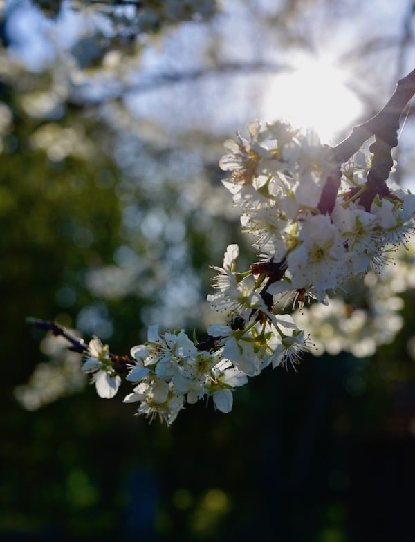 blossom in the sunlight