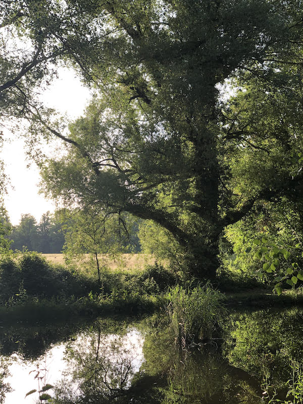 creek with tree