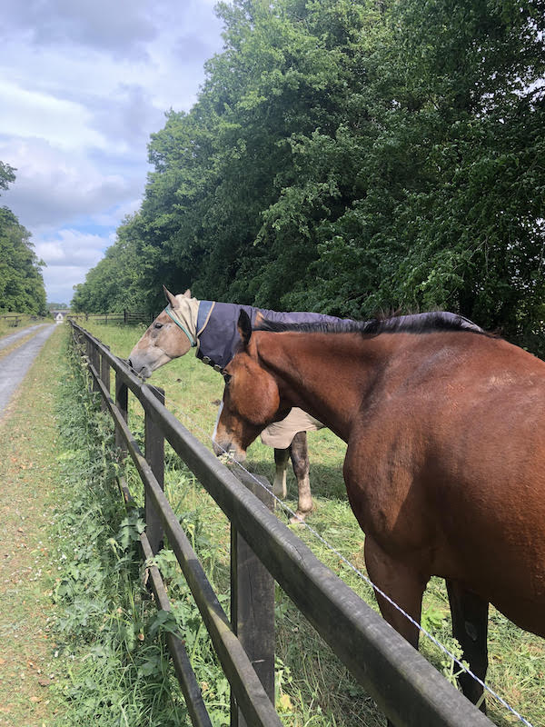 two horses