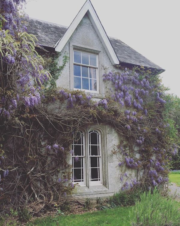 grey manor house covered in wisteria
