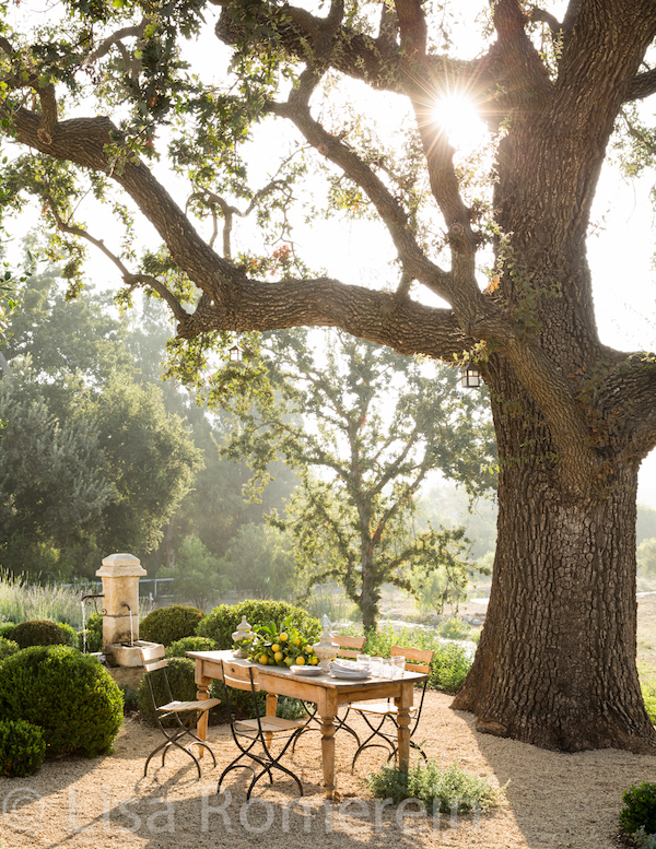 table with chairs outside in front of large tree