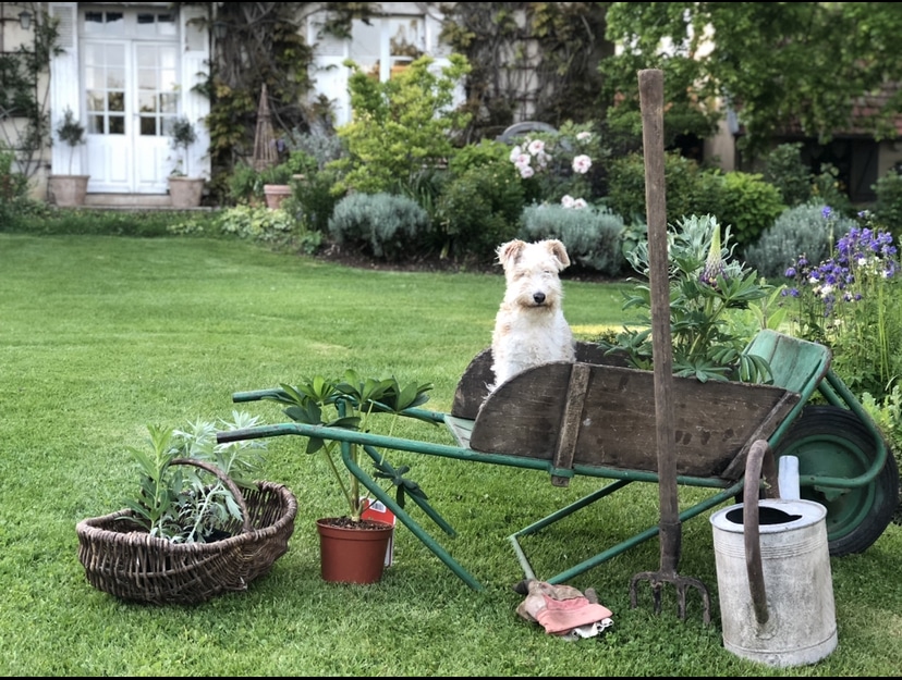 snapshot weekend dog in garden