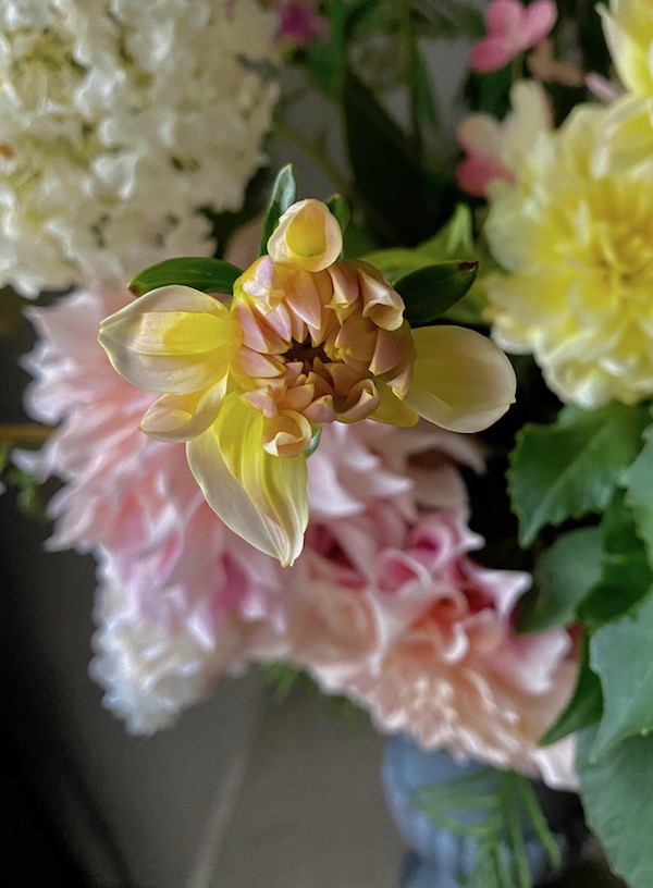 dahlias in the rain