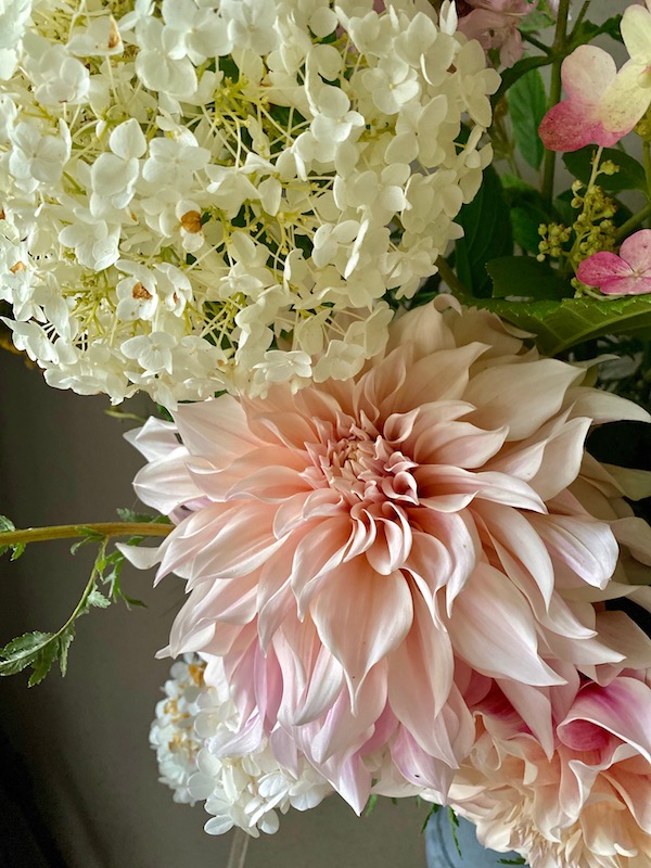 dahlias in the rain