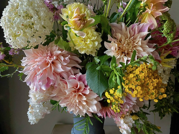 dahlias in the rain
