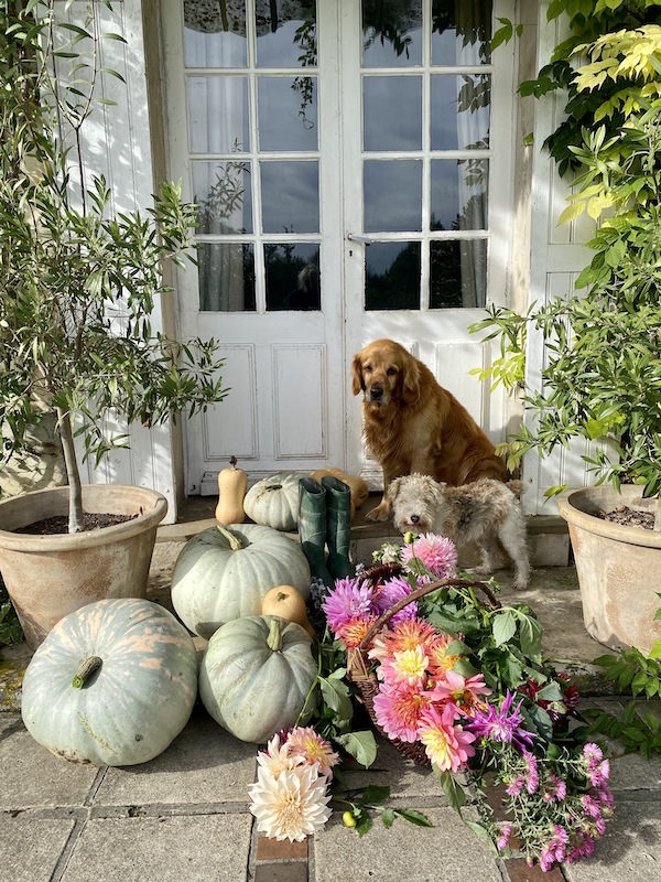 pumpkin flowers and dogs