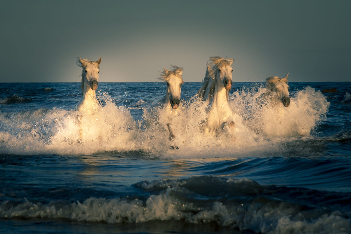horses in ocean