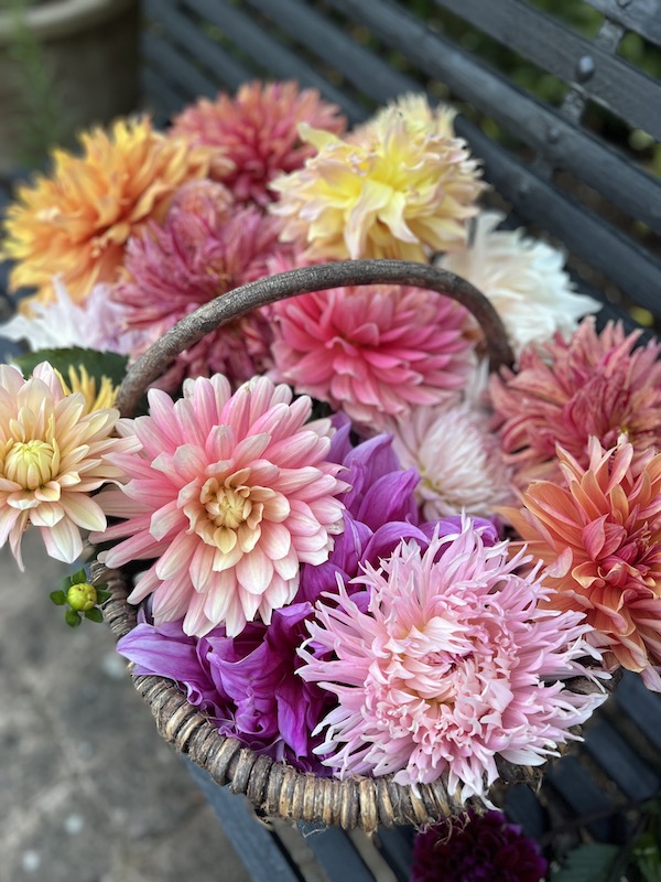 growing dahlias – my do’s and dont’s and learning as you go