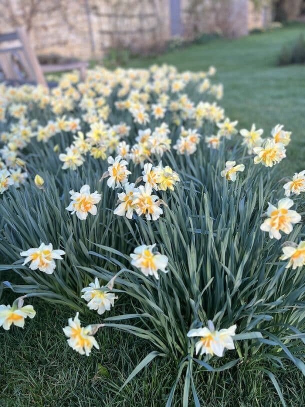 growing daffodils in my garden MY FRENCH COUNTRY HOME