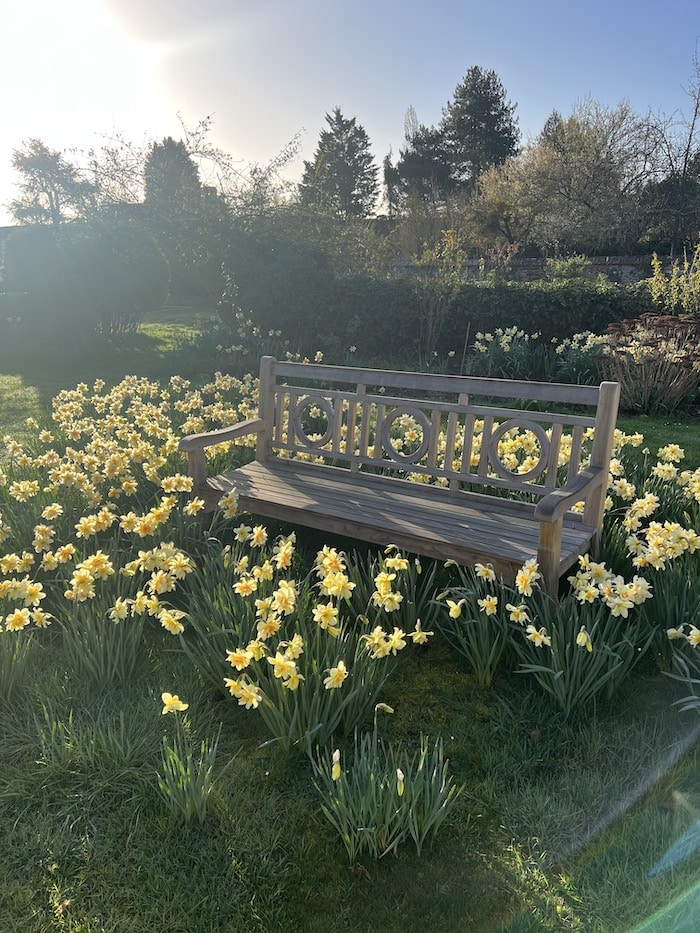 growing daffodils in my garden