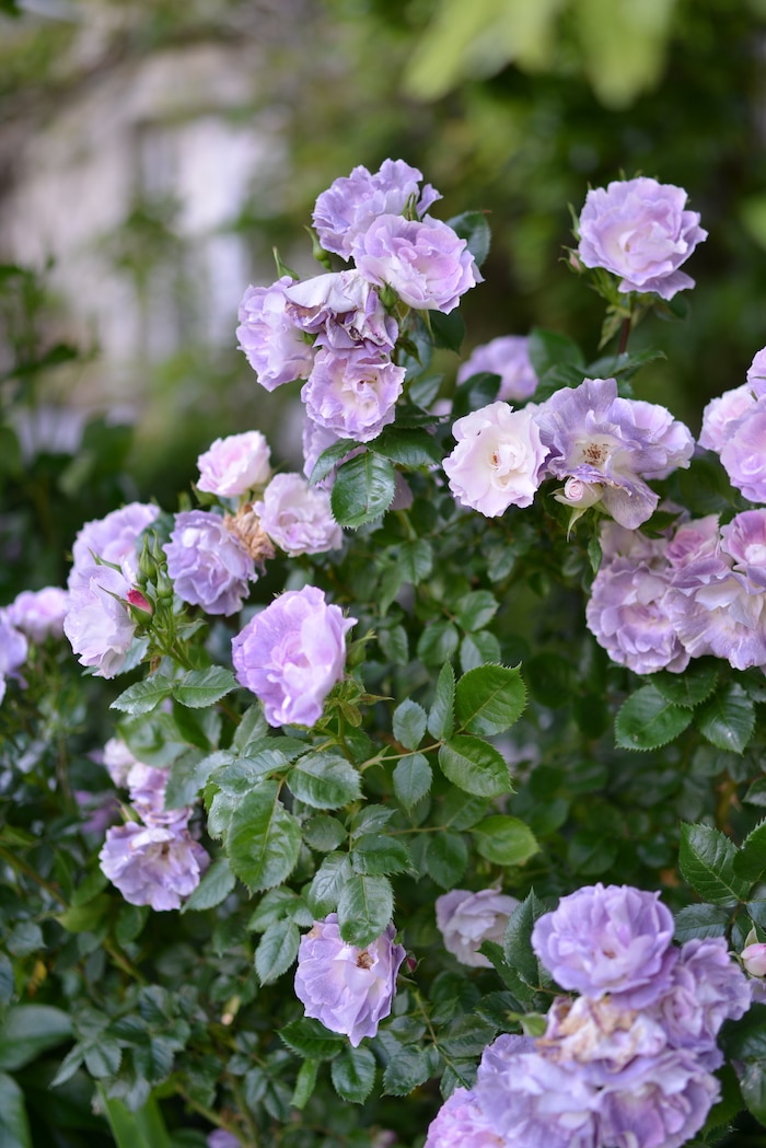 roses in the garden
