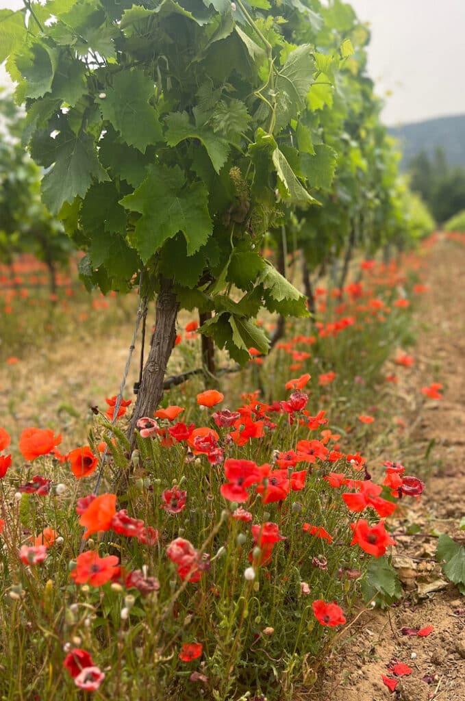 travel in france poppies in vineyards