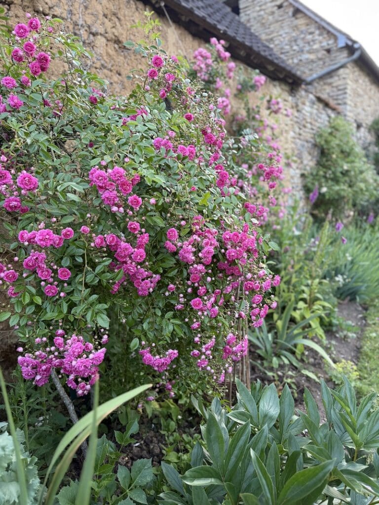 roses in the French countryside