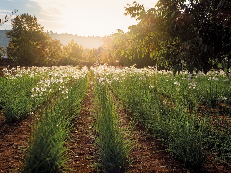 Summer in Provence & the July/August Issue of MFCH Magazine