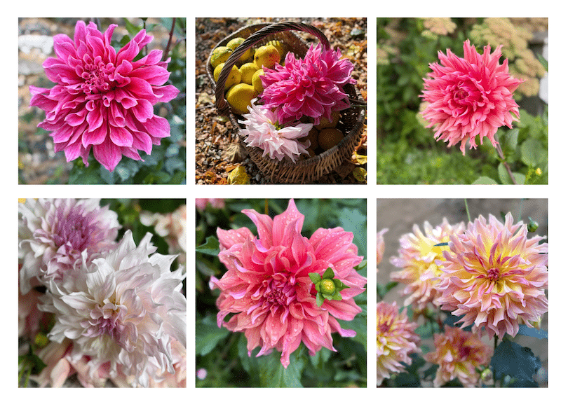 selection of dahlias from the garden