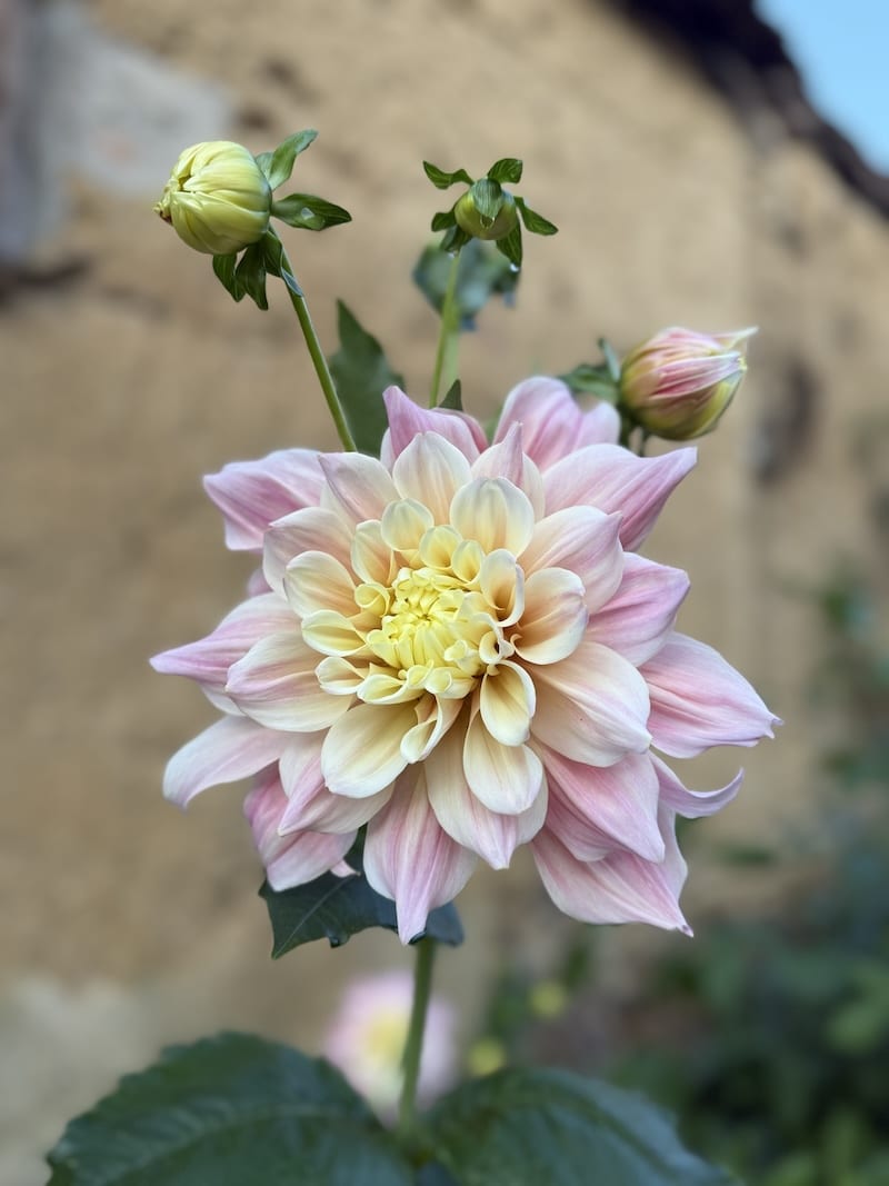 breakout dahlia with bud