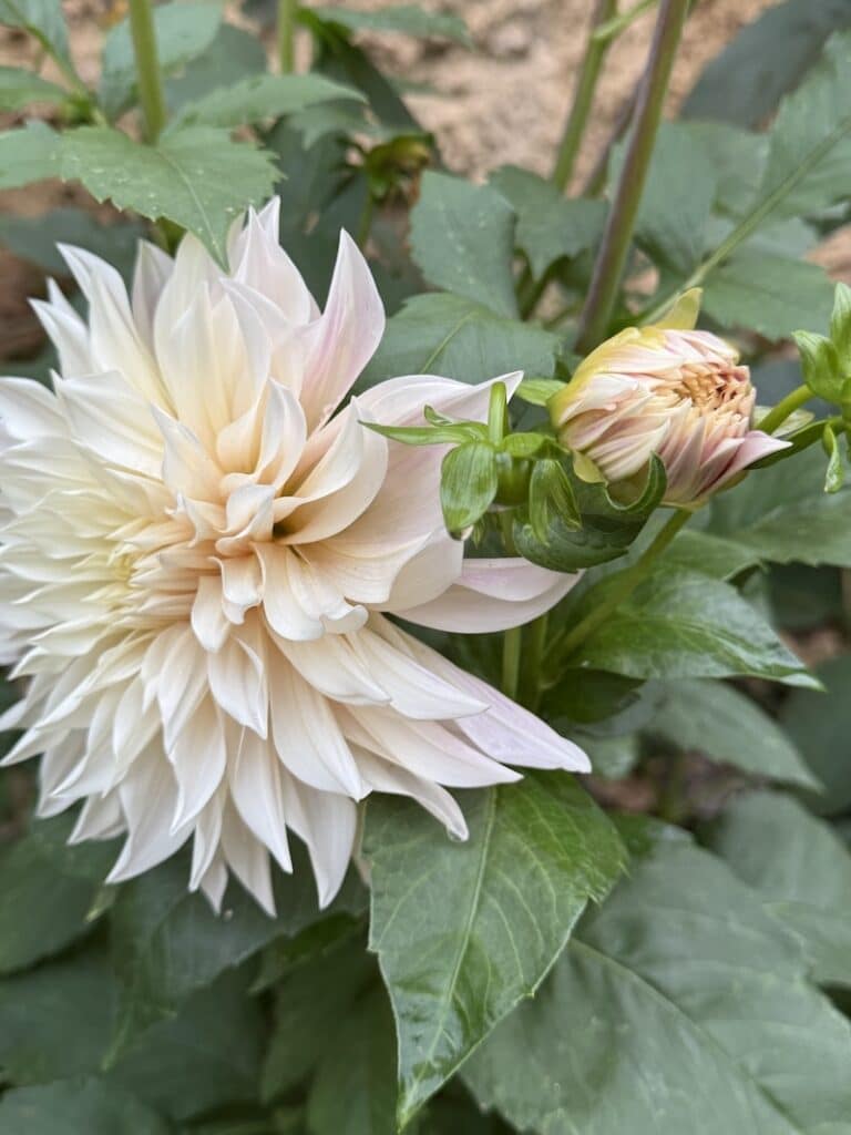 café au lait dahlia