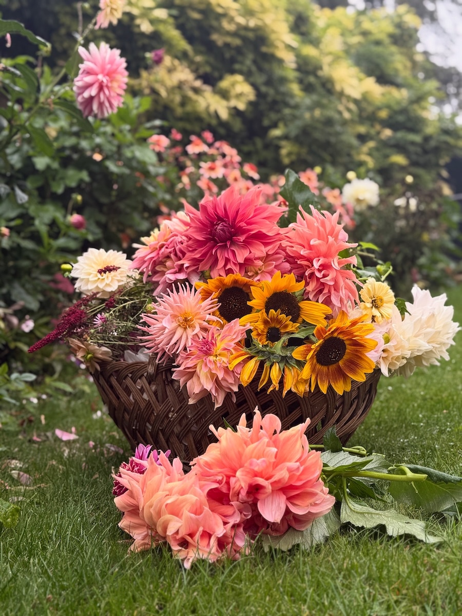 dahlias and sunflowers in a basket