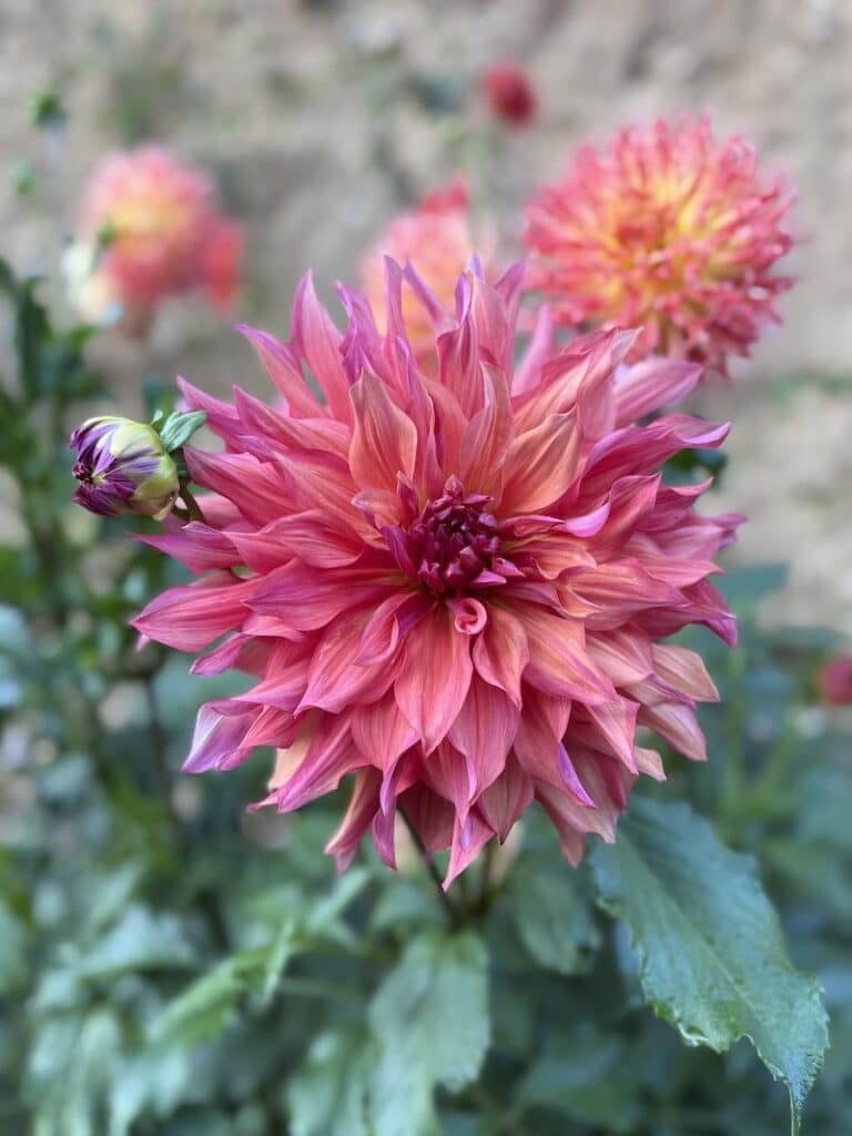 penhill dark monarch dahlia