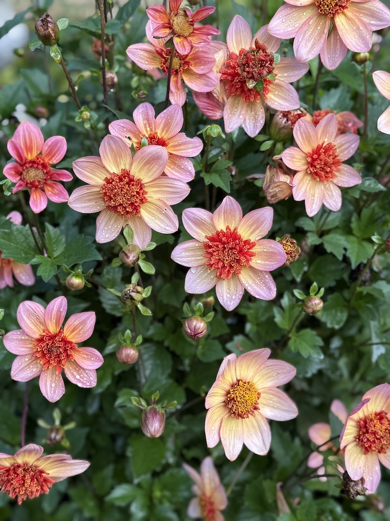 totally tangerine dahlias