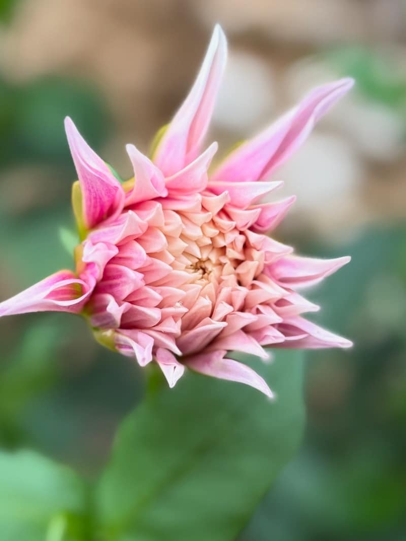 pink dahlia bud