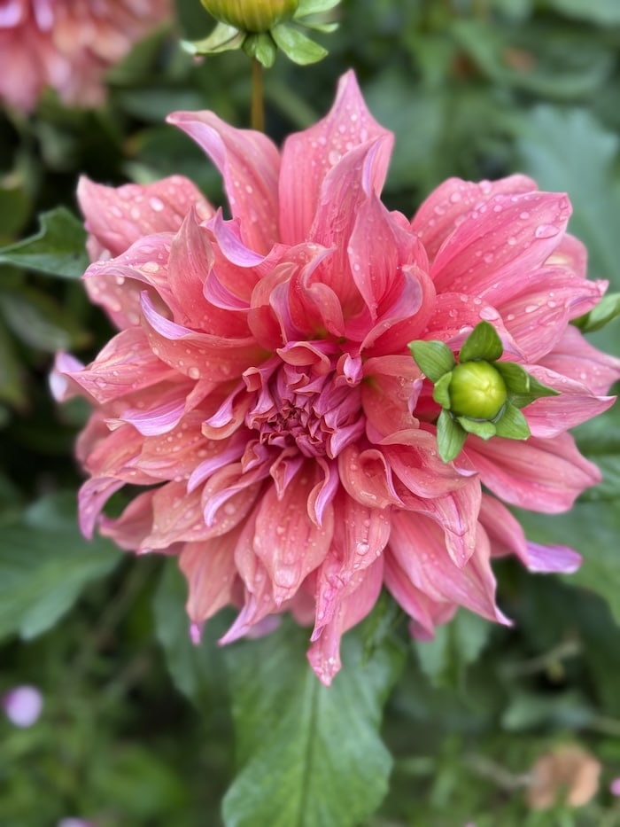 penhill watermelon dahlia