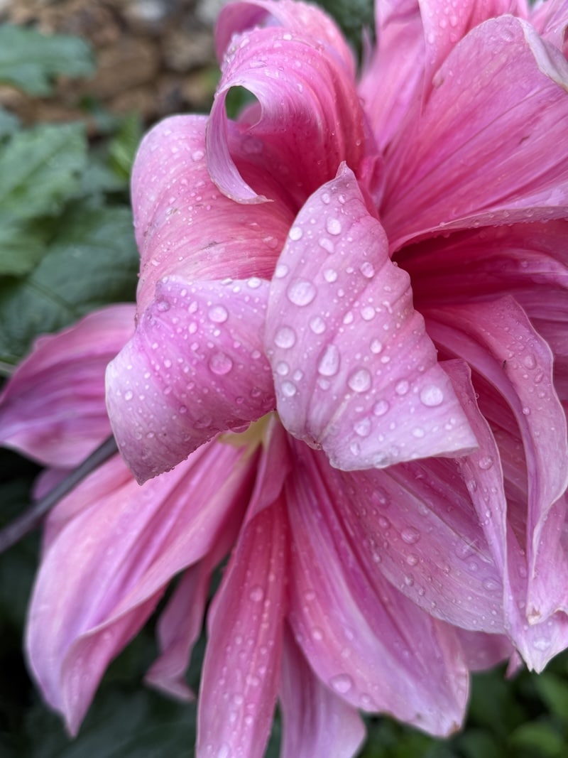 dahlia in the rain