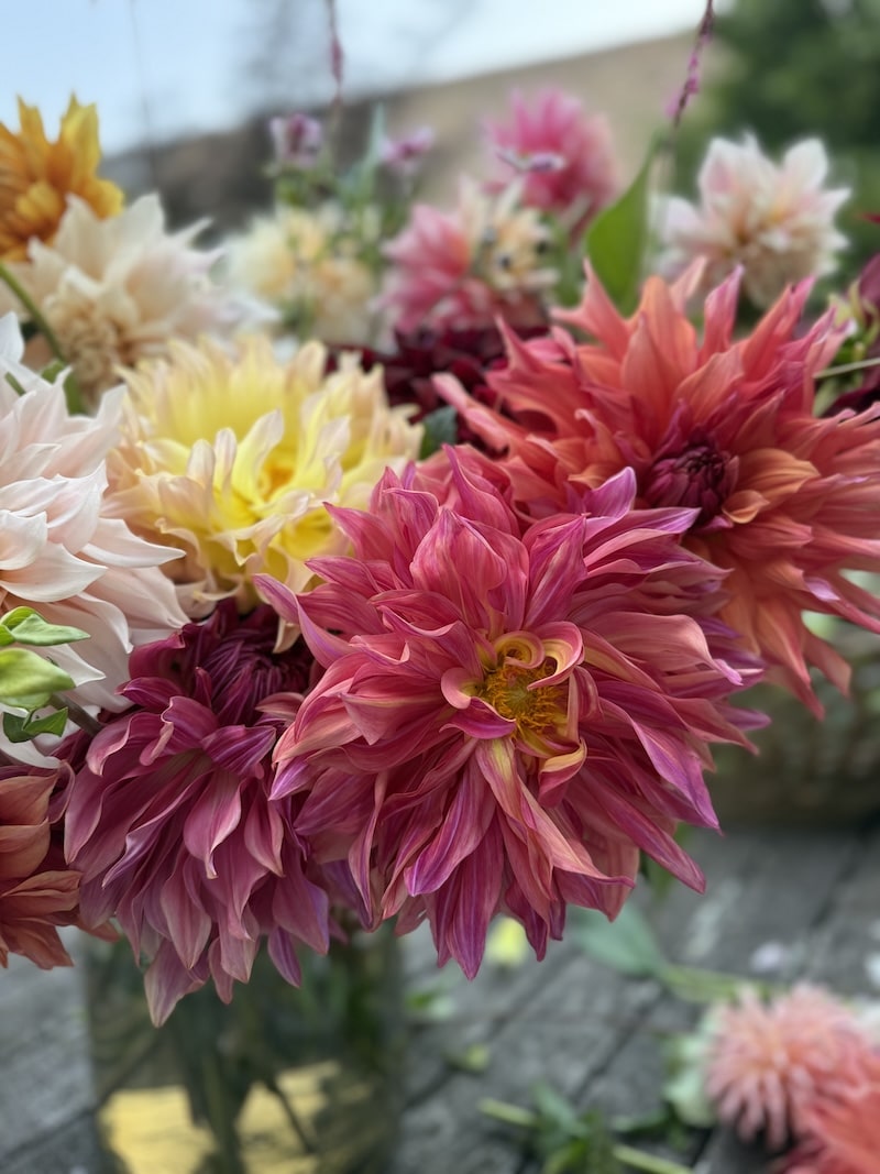 bouquet of dahlias
