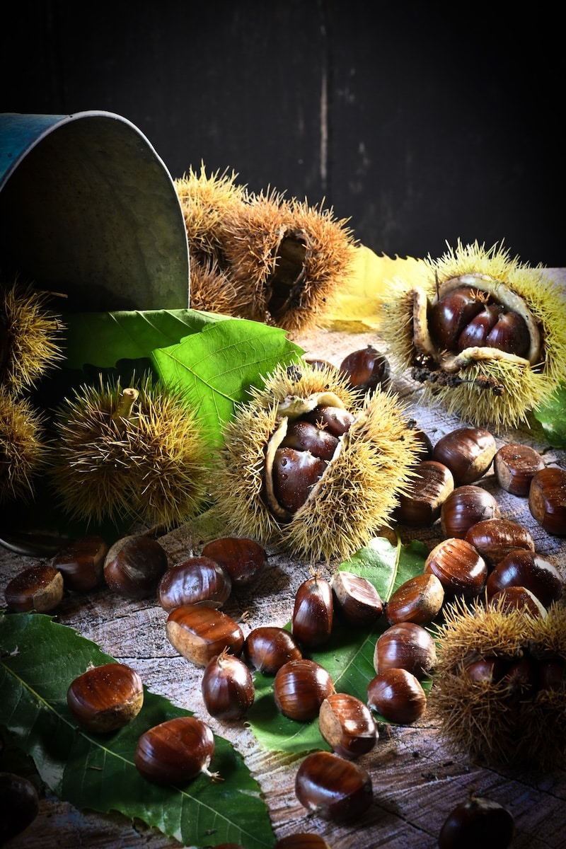 FRANCK SCHMITT CHESTNUTS