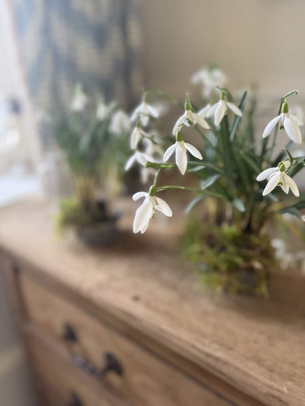 snowdrops brought indoors