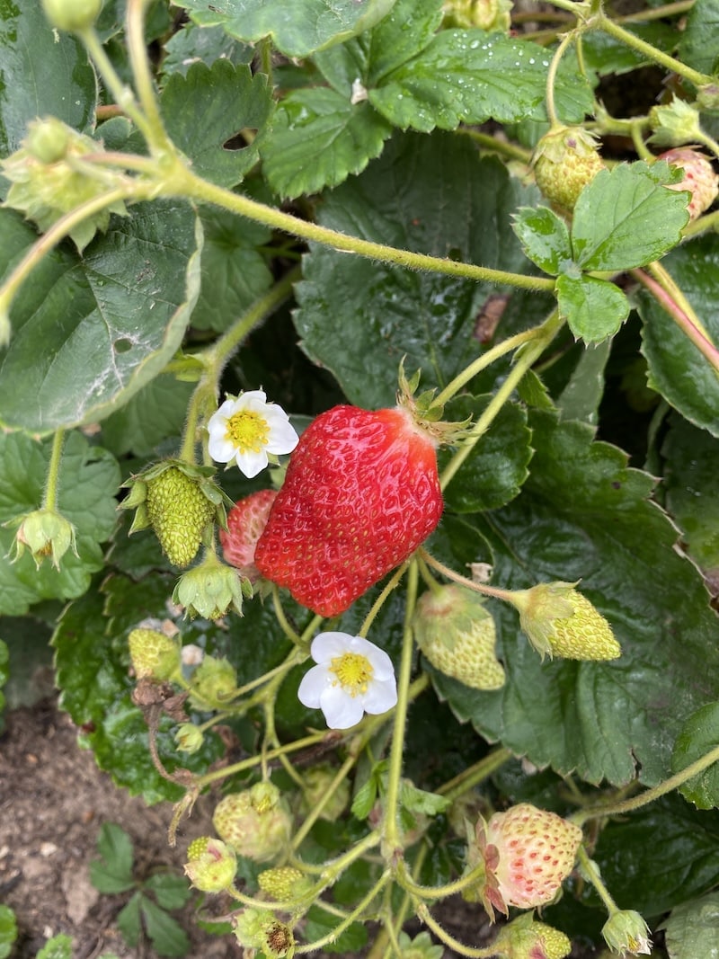 strawberries growing in the potager