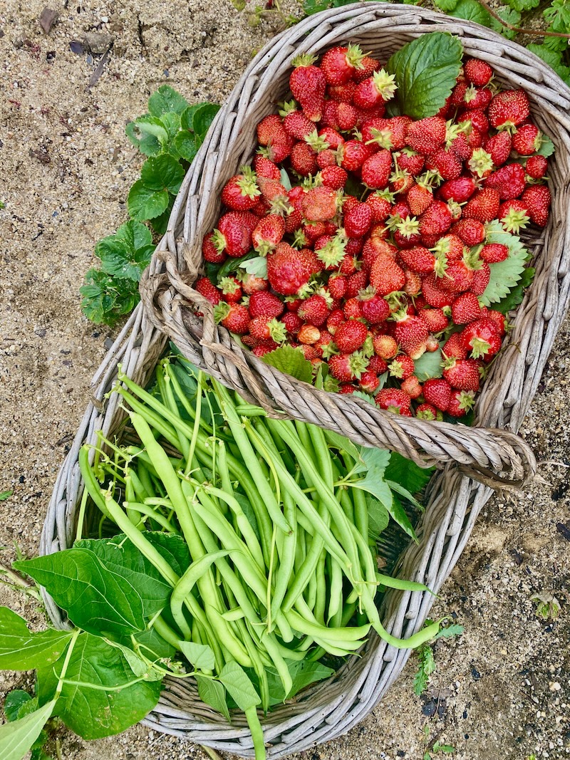 strawberries and beans summer harvest