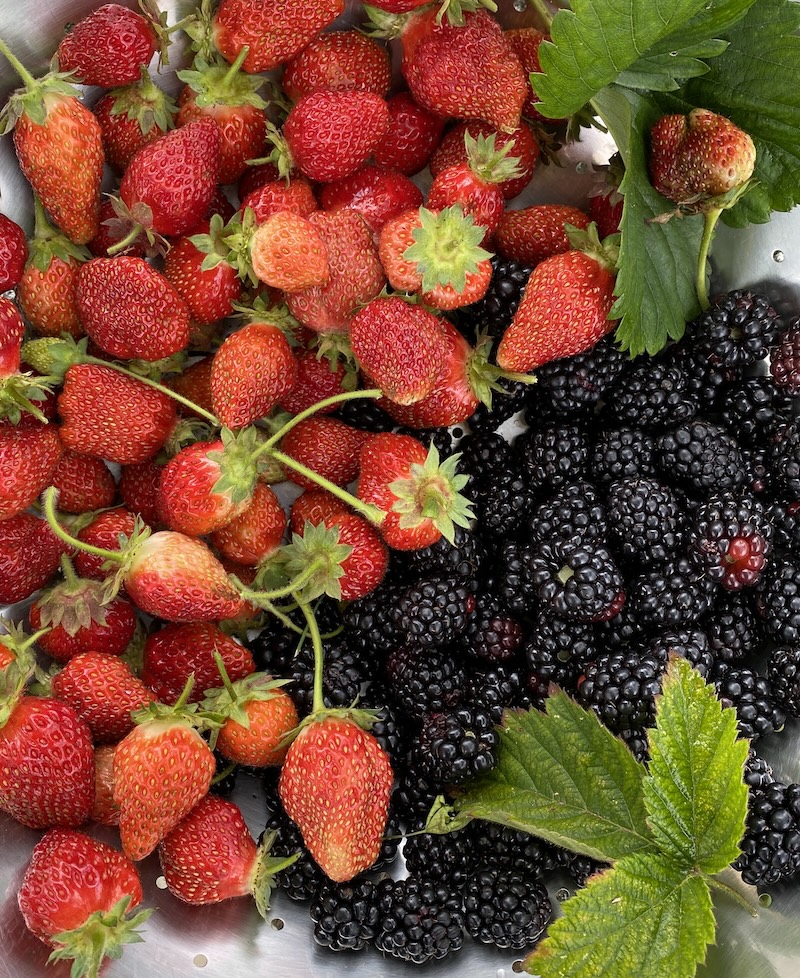 strawberries and blackberries summer harvest